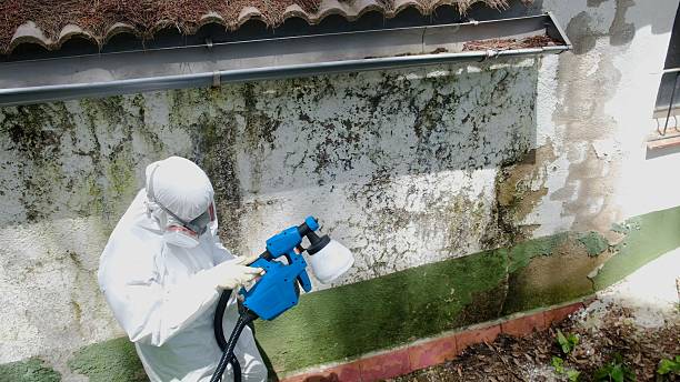Top rated local Attic Mold Remediation specialists in East Petersburg, PA